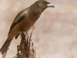 rufous tree pie rufous tree pie