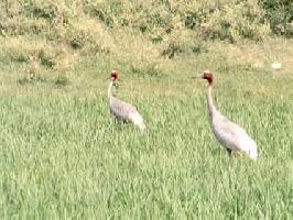 sarus crane sarus crane